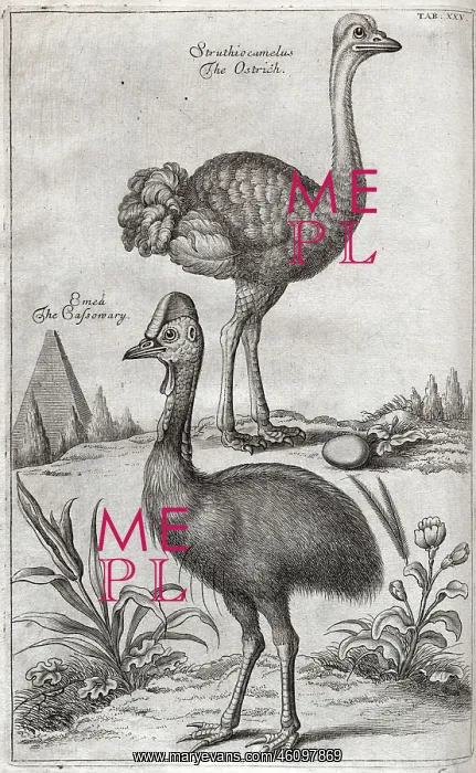 : Ostrich with egg and Cassowary : Ostrich with egg and Cassowary