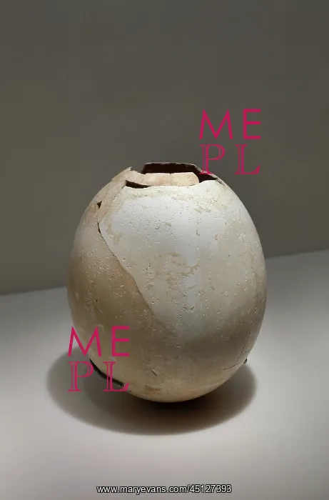 : Ostrich egg shell, Bahrain National Museum, Manama, Bahrain : Ostrich egg shell, Bahrain National Museum, Manama, Bahrain