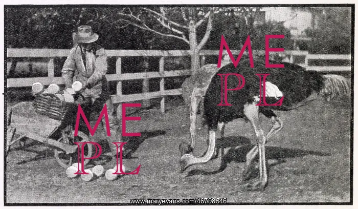 : Ostrich Farm 1910 : Ostrich Farm 1910