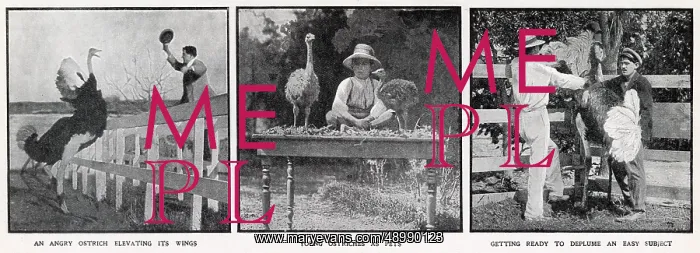 : Ostrich Farm 1910 : Ostrich Farm 1910