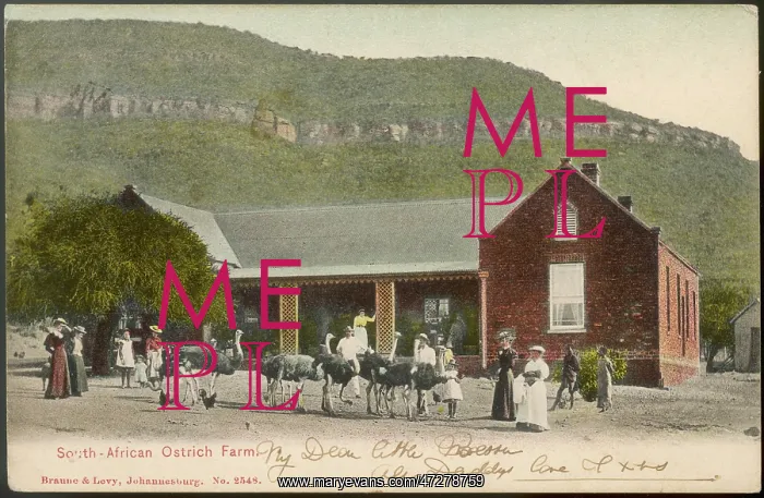 : OSTRICH FARM : OSTRICH FARM