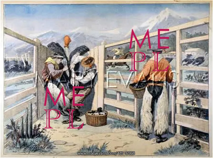 : OSTRICH FARM AMERICA : OSTRICH FARM AMERICA