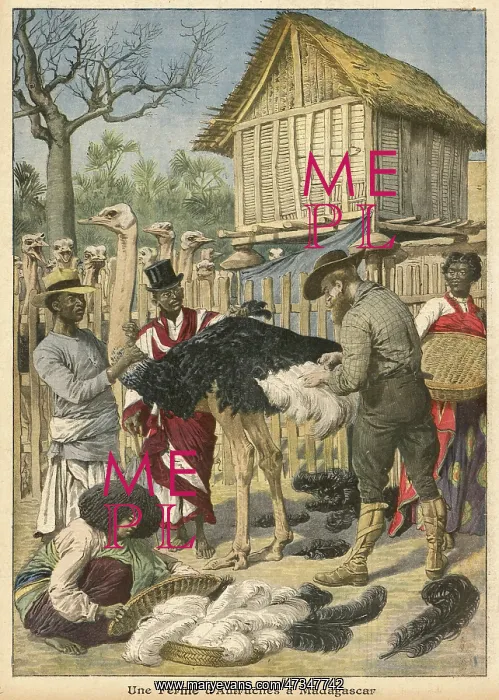 : OSTRICH FARM MAFAGASCAR : OSTRICH FARM MAFAGASCAR