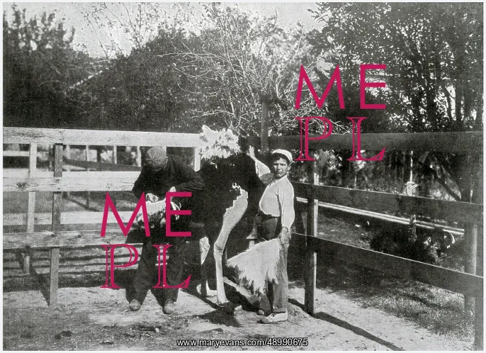 : Ostrich Farm in Nice 1904 : Ostrich Farm in Nice 1904