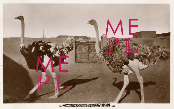  : Ostrich Farm in the Sudan