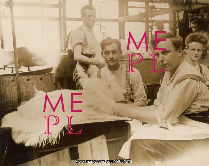 : OSTRICH FEATHER MAKING : OSTRICH FEATHER MAKING