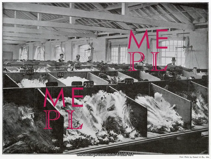 : Ostrich Feathers - 1901 : Ostrich Feathers - 1901