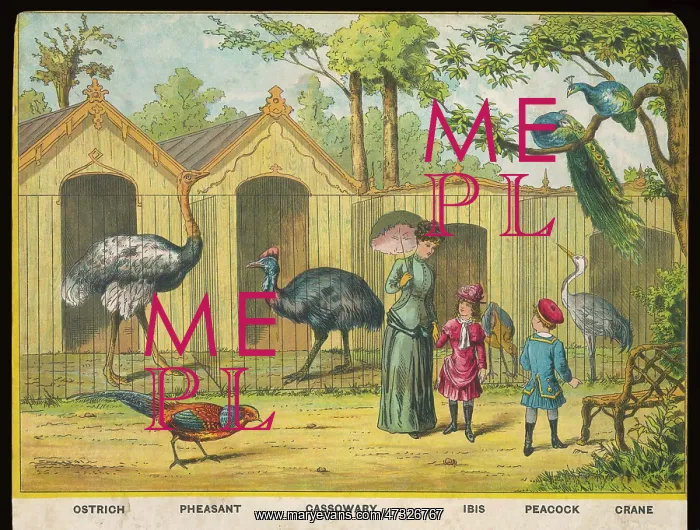 : OSTRICH AND IBIS ZOO : OSTRICH AND IBIS ZOO