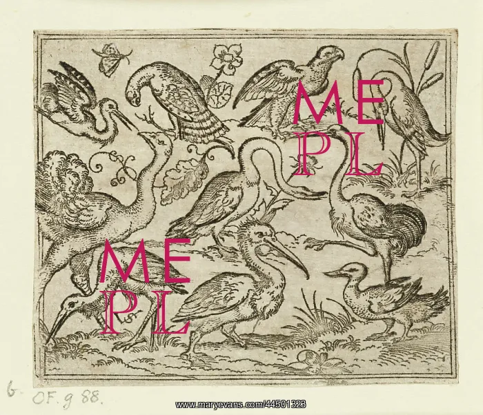 : Ostrich on left side with nine other birds, including a hero : Ostrich on left side with nine other birds, including a hero