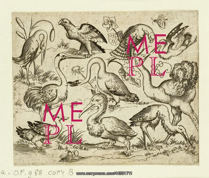 : Ostrich on left side with nine other birds, including a hero : Ostrich on left side with nine other birds, including a hero