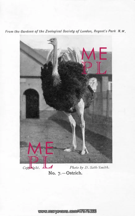  : An ostrich in London Zoo