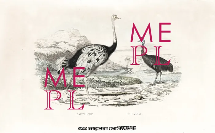 : Ostrich and northern cassowary : Ostrich and northern cassowary