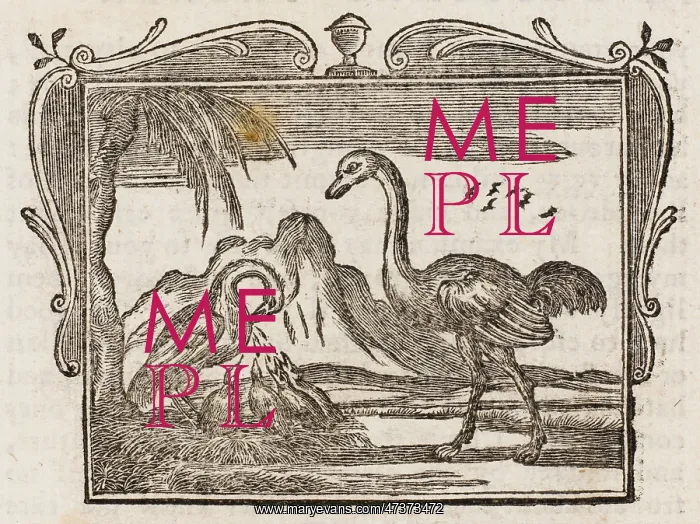 : The Ostrich - Pelican : The Ostrich - Pelican