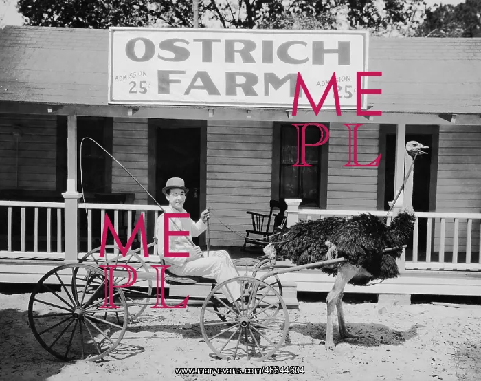 : Ostrich pulling man in cart on ostrich farm : Ostrich pulling man in cart on ostrich farm