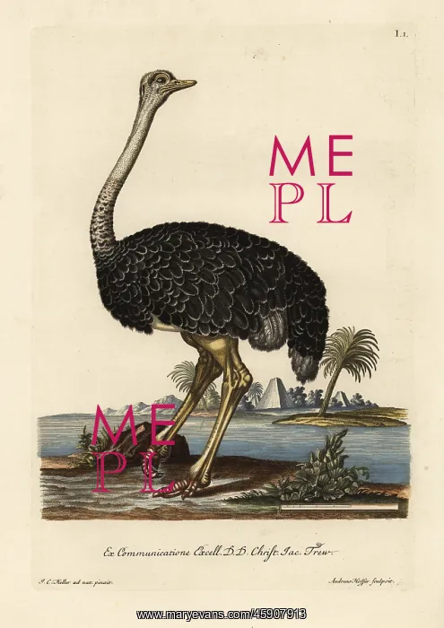 : Ostrich, Struthio camelus : Ostrich, Struthio camelus