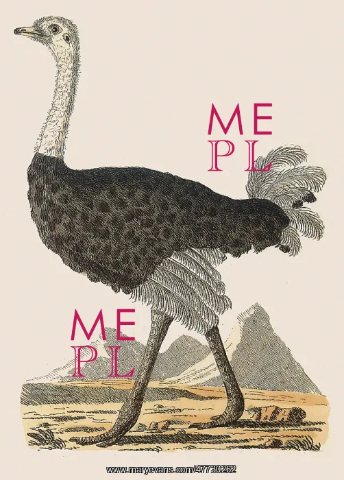 : Ostrich, Struthio camelus : Ostrich, Struthio camelus