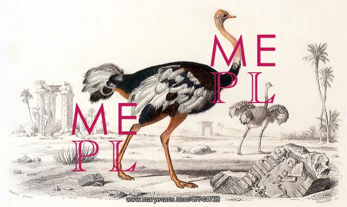  : Ostrich (Struthio camelus)