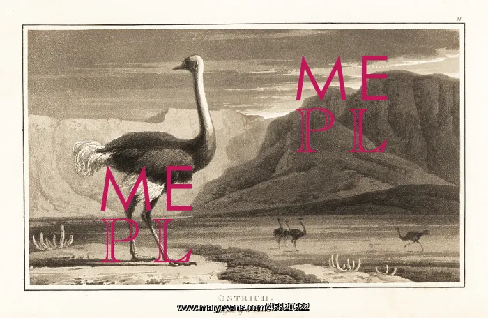 : Ostrich, Struthio camelus, standing in a desert : Ostrich, Struthio camelus, standing in a desert