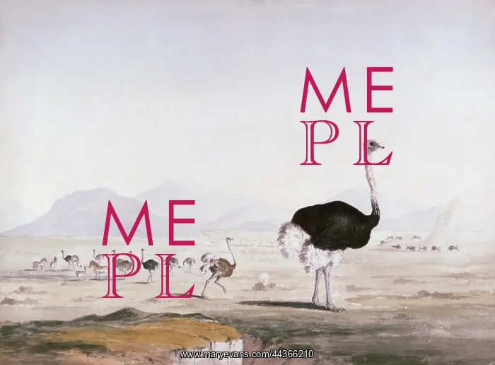 : Ostriches, circa 1836 : Ostriches, circa 1836