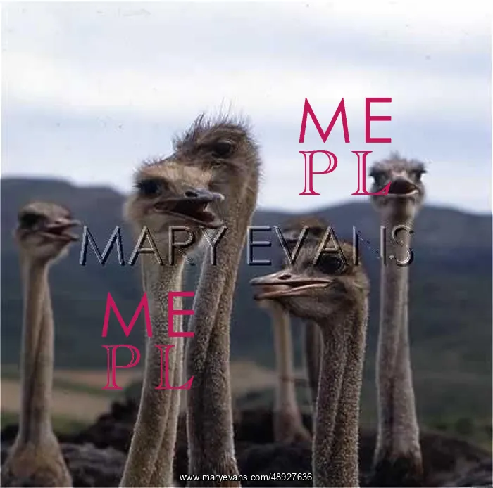  : SIX OSTRICHES  / s AFRICA
