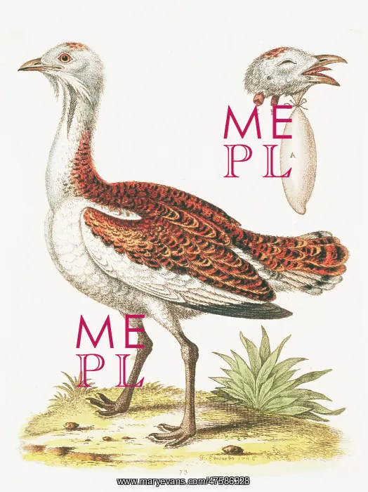 : Otis tarda, great bustard : Otis tarda, great bustard