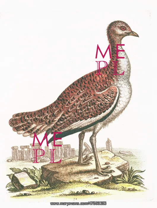 : Otis tarda, great bustard : Otis tarda, great bustard