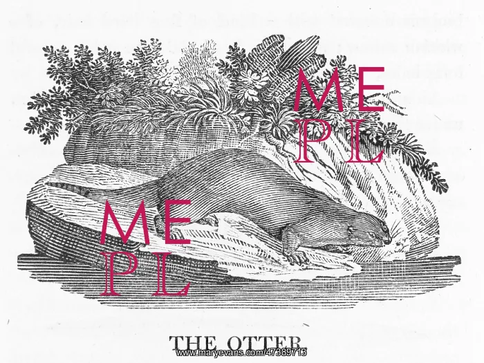  : OTTER (BEWICK)