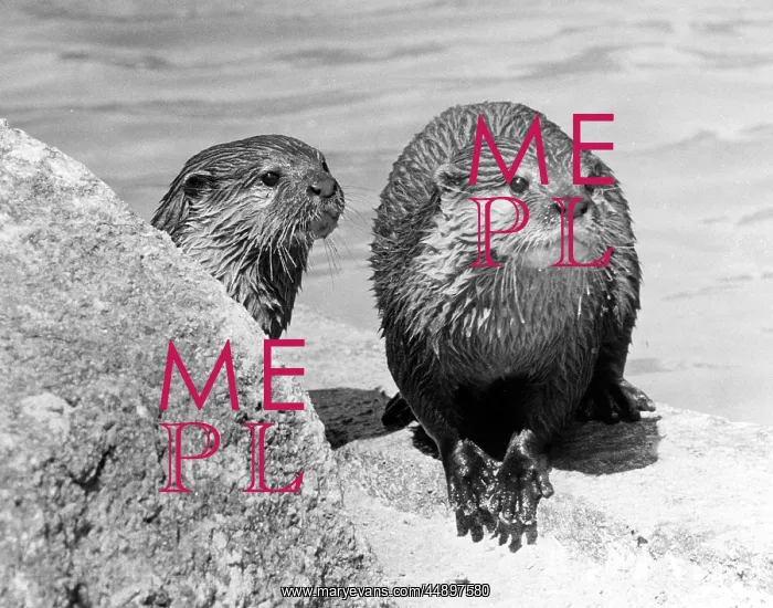  : Two otter cubs