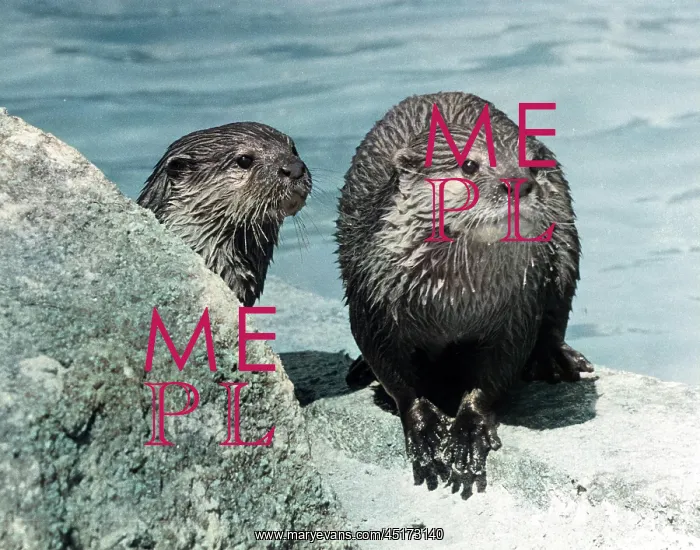  : Two otter cubs