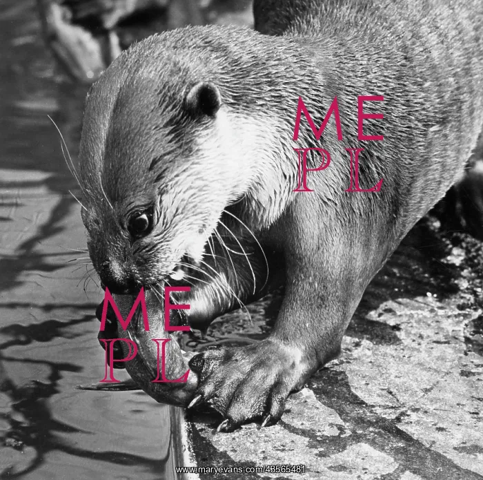  : Otter eating fish