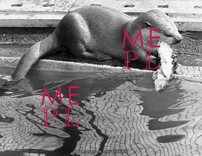  : Otter eating fish