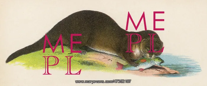 : OTTER EATING FISH : OTTER EATING FISH