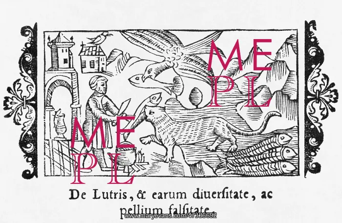 : OTTER, FISH & MAN 1555 : OTTER, FISH & MAN 1555