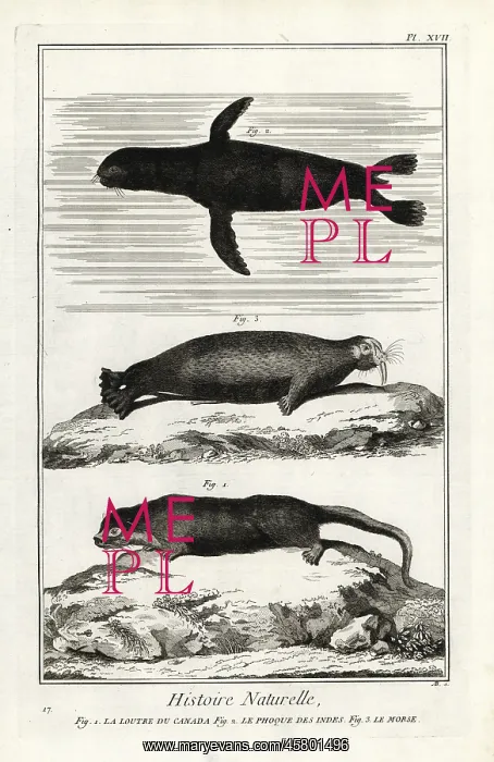 : Otter, seal and walrus : Otter, seal and walrus