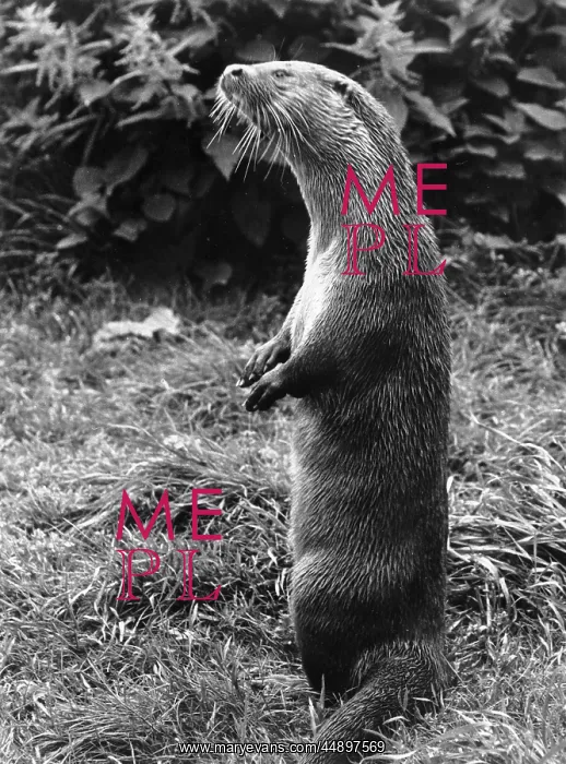  : Otter standing on its hind legs