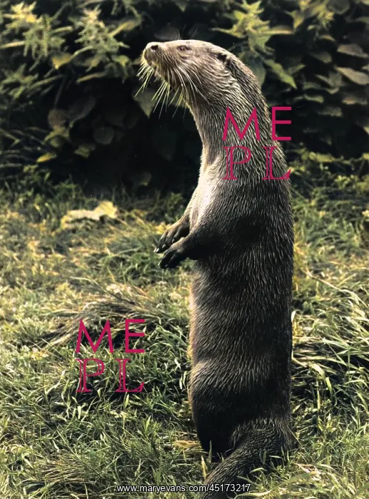  : Otter standing on its hind legs