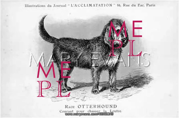 : Otterhound Dog : Otterhound Dog