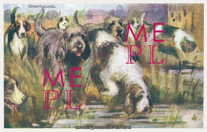 : Otterhound Dogs : Otterhound Dogs