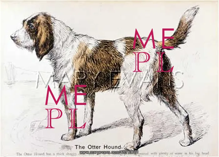  : OTTERHOUND (OUR DOGS)