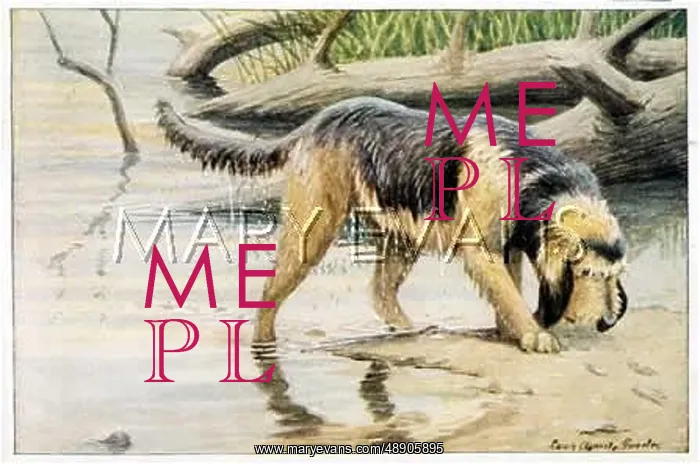 : OTTERHOUND BESIDE WATER : OTTERHOUND BESIDE WATER