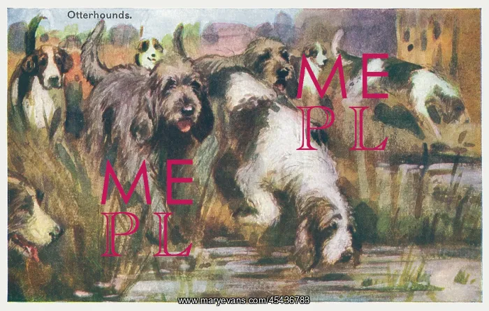 : Otterhounds : Otterhounds
