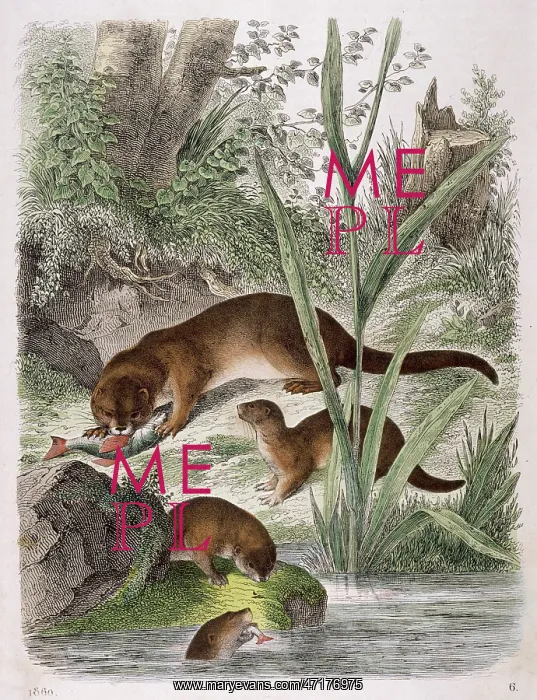  : OTTERS. A group of otters eating fish on the riverbank