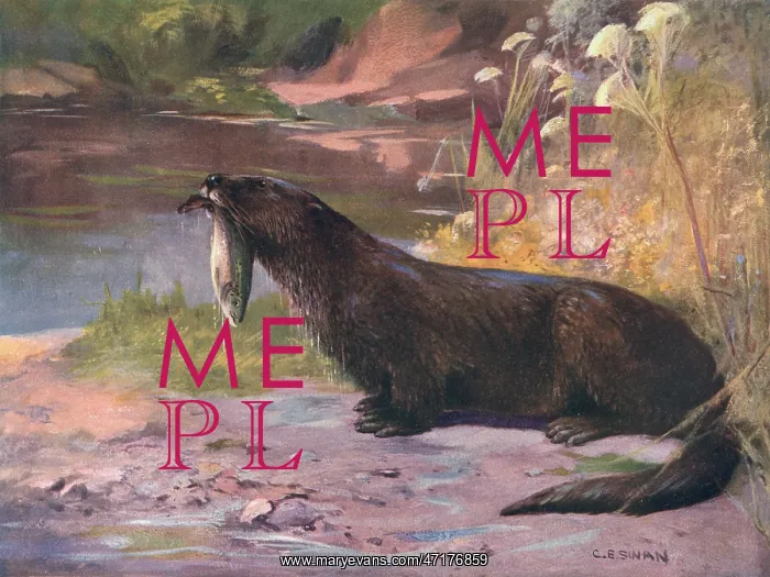  : OTTERS / CUTHBERT SWAN
