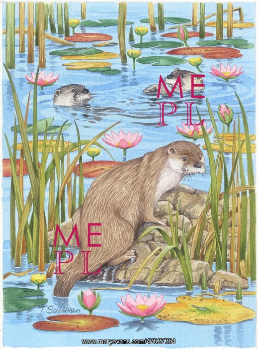 : Otters in a pond with waterlilies : Otters in a pond with waterlilies