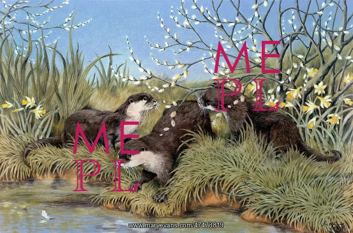  : Three Otters on River Bank