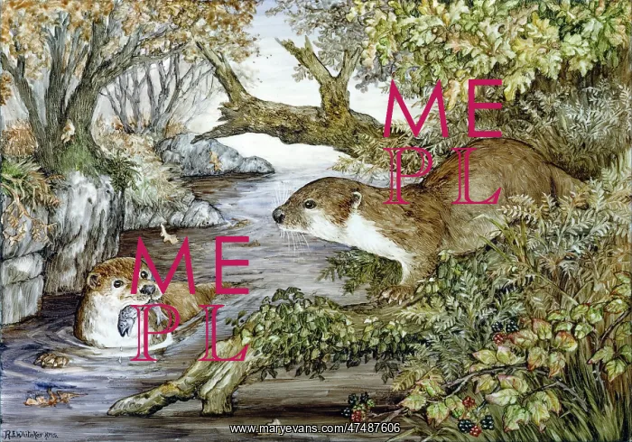 : Two Otters in a stream : Two Otters in a stream