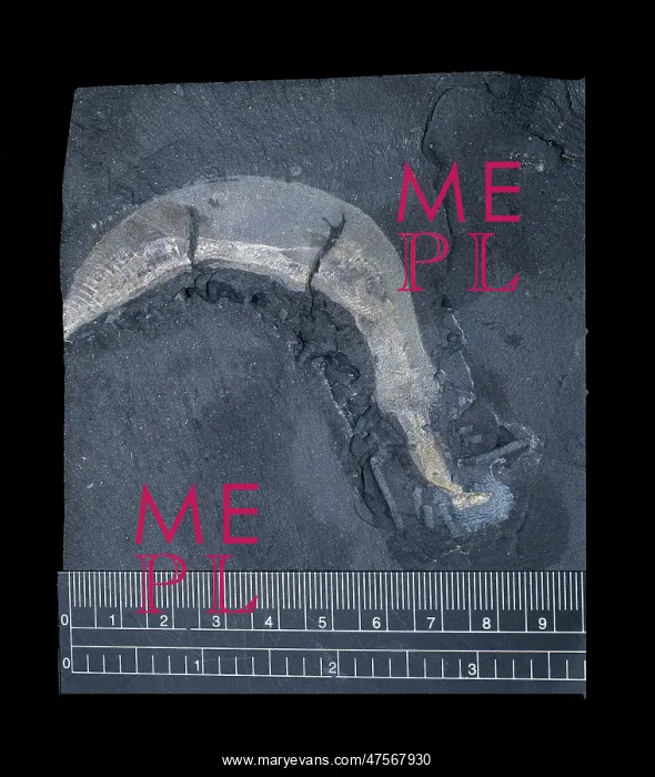 : Ottoia prolifica, priapulid worm : Ottoia prolifica, priapulid worm