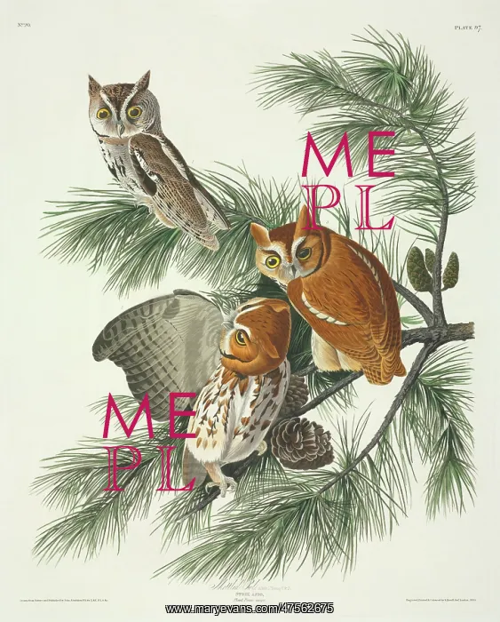 : Otus asio, eastern screech owl : Otus asio, eastern screech owl