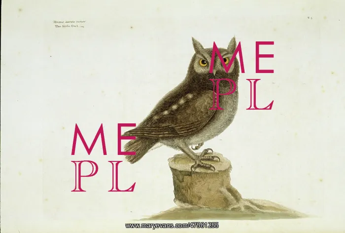 : Otus asio, eastern screech owl : Otus asio, eastern screech owl