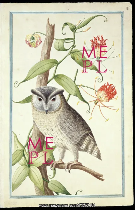  : Otus bakkamoena, collared scops owl